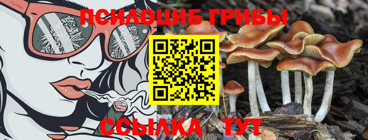 Галлюциногенные грибы Cubensis Горно-Алтайск